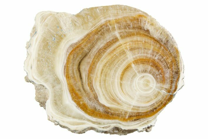 Polished Aragonite Stalactite Slice - Morocco #259756